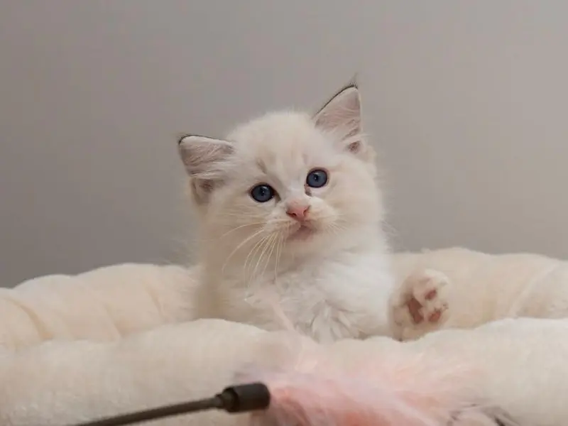 seal bicolor lynx ragdoll kitten