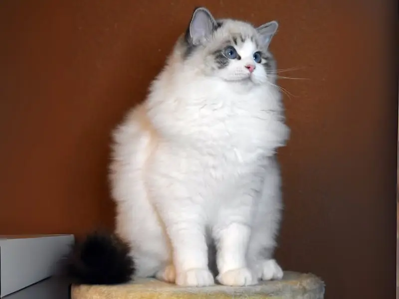 seal bicolor lynx ragdoll lifespan