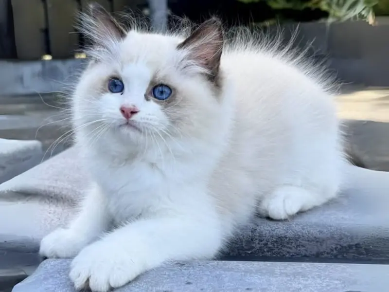 seal bicolor lynx ragdoll
