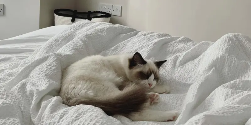 seal point ragdoll bicolor cat