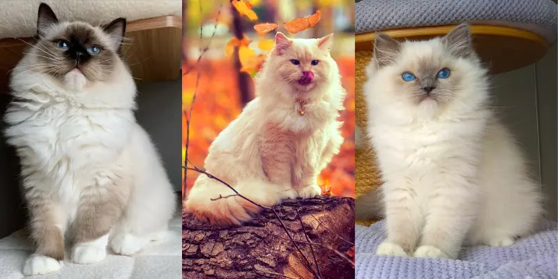 Seal Blue And Cream Mitted Ragdolls seal cream and blue ragdolls