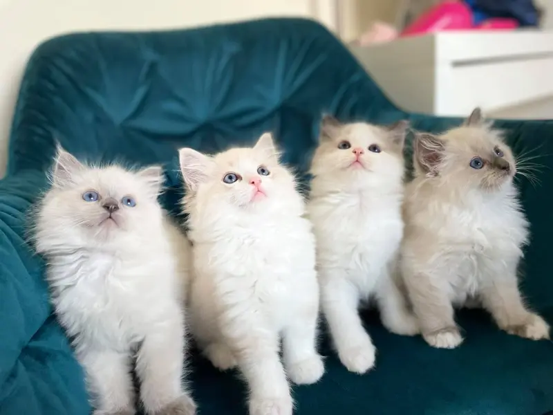 Seal blue point ragdoll kitten grooming
