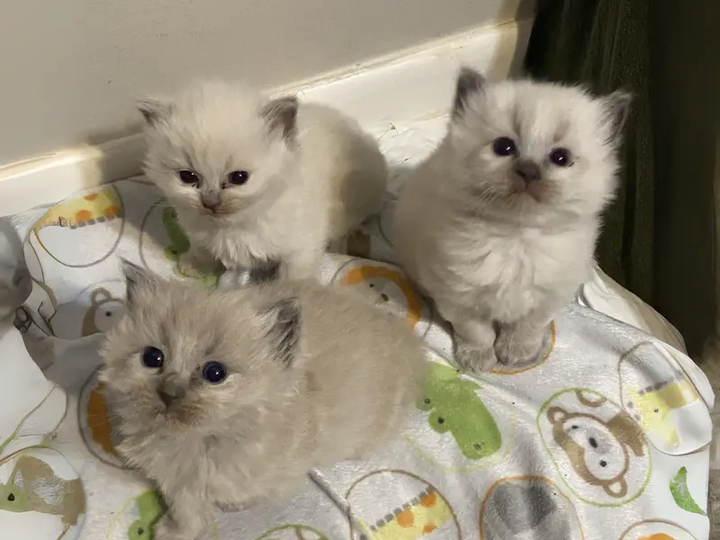 Seal blue point ragdoll kittens
