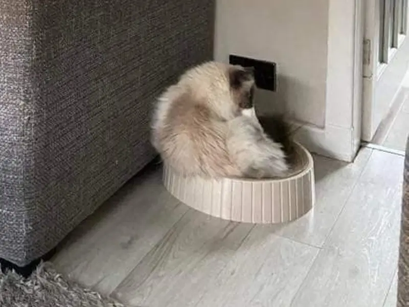 Personality of seal blue point ragdoll