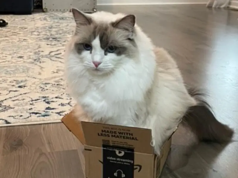 Blue seal point ragdoll