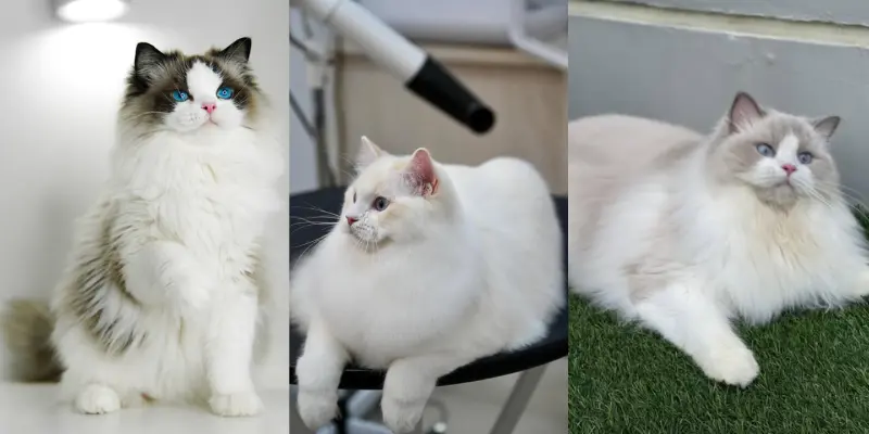 Breed comparison seal blue and cream bicolors