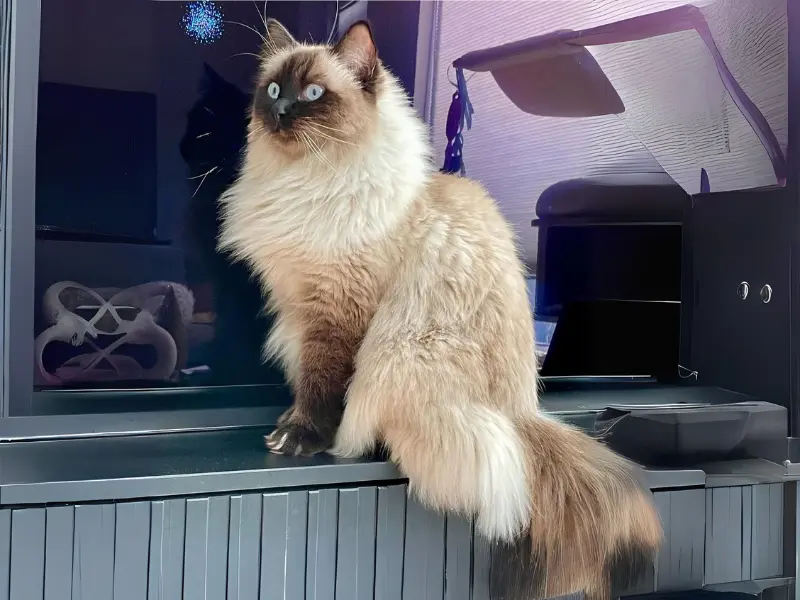 seal colorpoint ragdoll cats