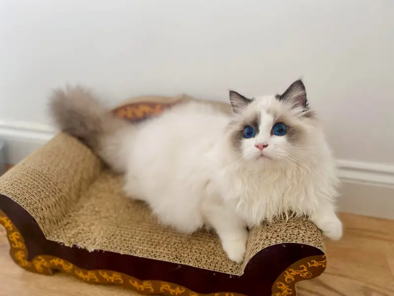 Seal Cream Ragdoll Cream seal ragdoll