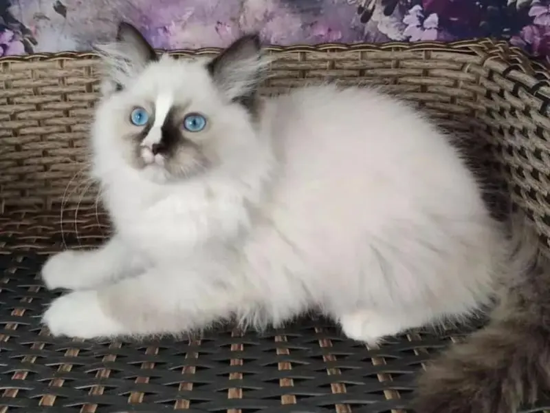 looks of seal lilac point ragdoll