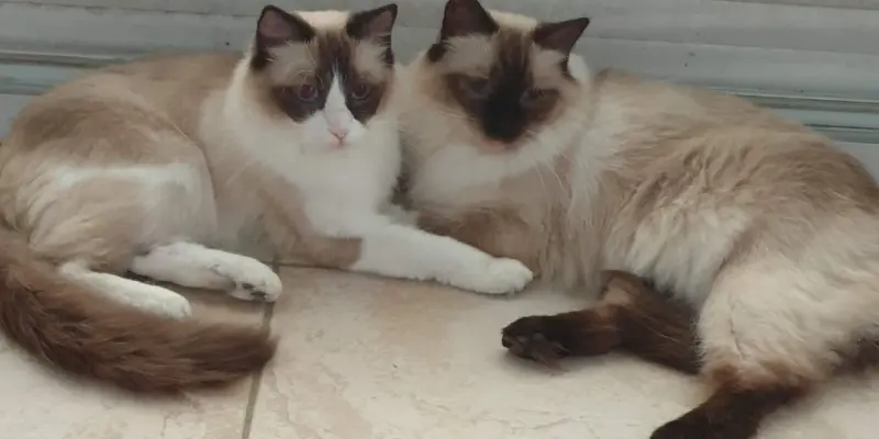 seal lilac point ragdoll personality