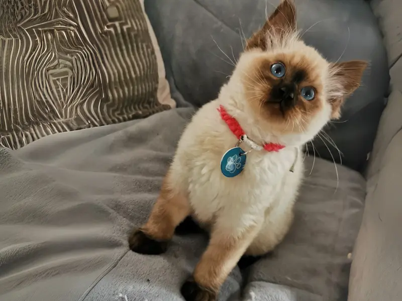 seal point ragdoll lilac