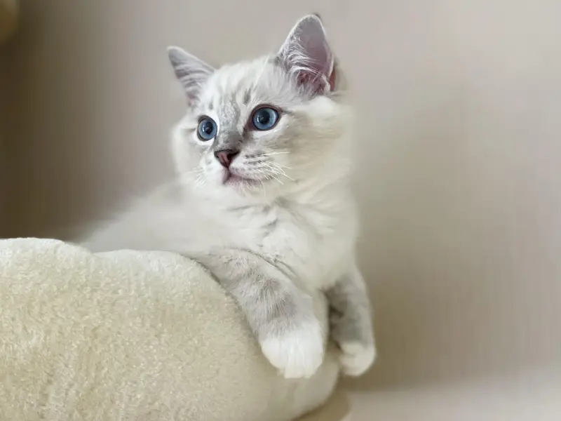 Seal Lynx Mitted point ragdoll