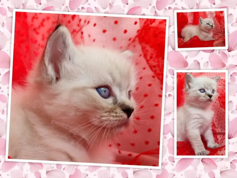 seal lynx point ragdoll kitten