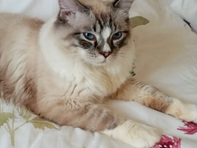 Seal point lynx ragdoll