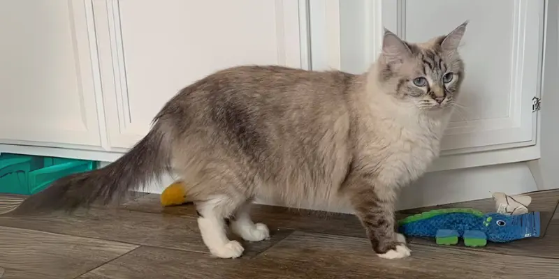 Seal lynx point ragdolls