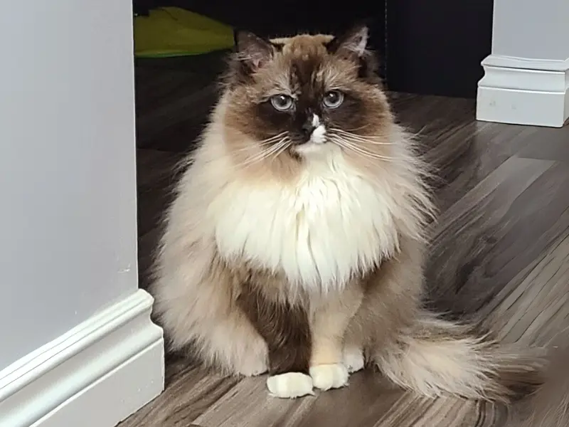 seal mink point ragdoll cat