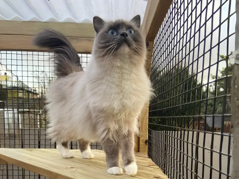 seal mitted point ragdoll
