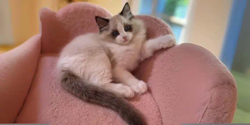 love of seal bicolor ragdolls