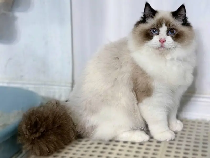 Bicolor seal point ragdolls