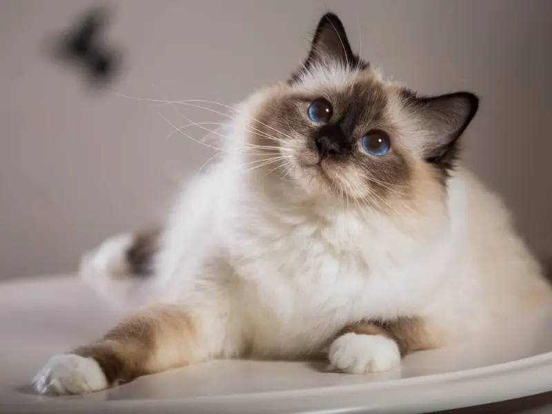 Seal Point birman mix ragdoll