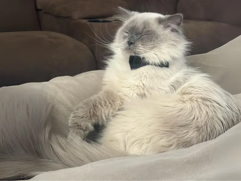 himalayan seal point ragdoll mix