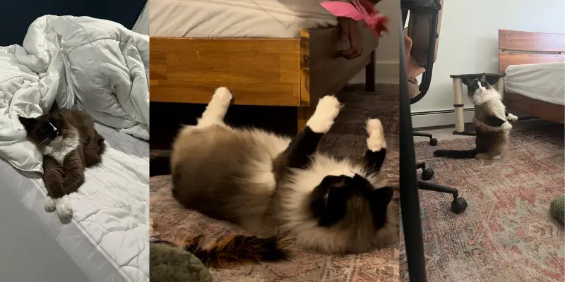 mitted seal point ragdoll personality