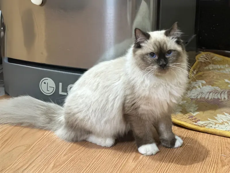 Mitted ragdolls cats in seal point color