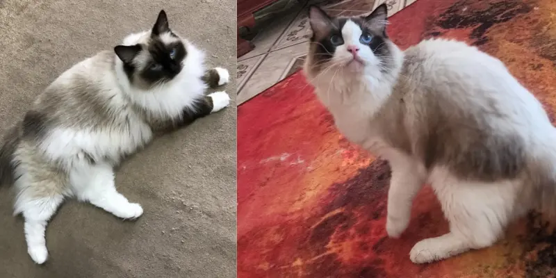mitted vs bicolor seal point ragdolls
