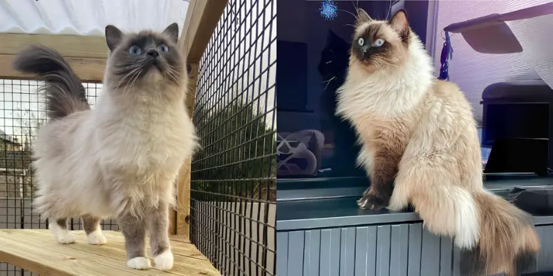 seal mitted vs colorpoint ragdolls