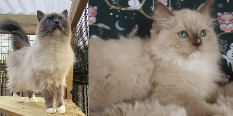mitted vs mitted mink seal point ragdolls