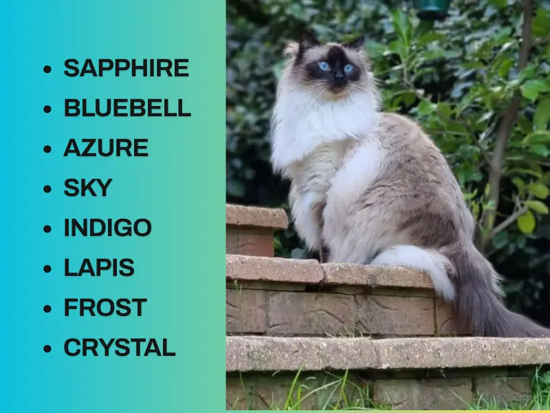 Blue eyed Seal Point Ragdoll Names