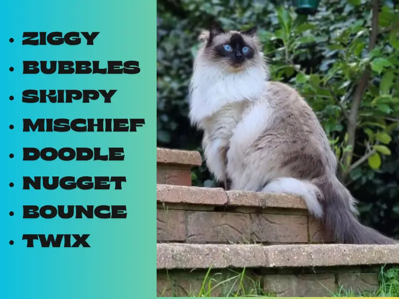 Playful Seal Point Ragdoll Names