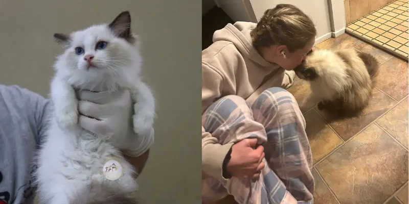 Seal Point Ragdoll Care Woman caring for seal point ragdoll
