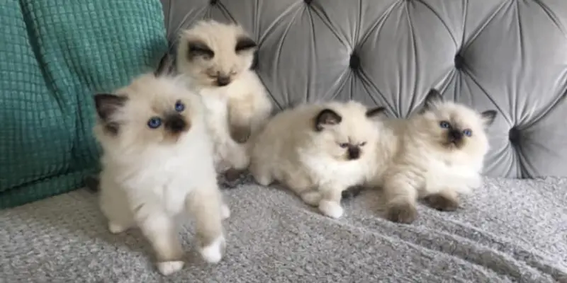 Seal Point Ragdoll Fit For Family seal point ragdoll kittens on sofa