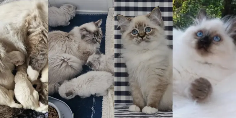 Seal Point Ragdoll Growth From Day 1 To 4 Months Day 1 to 4 months seal point ragdoll kitten growth