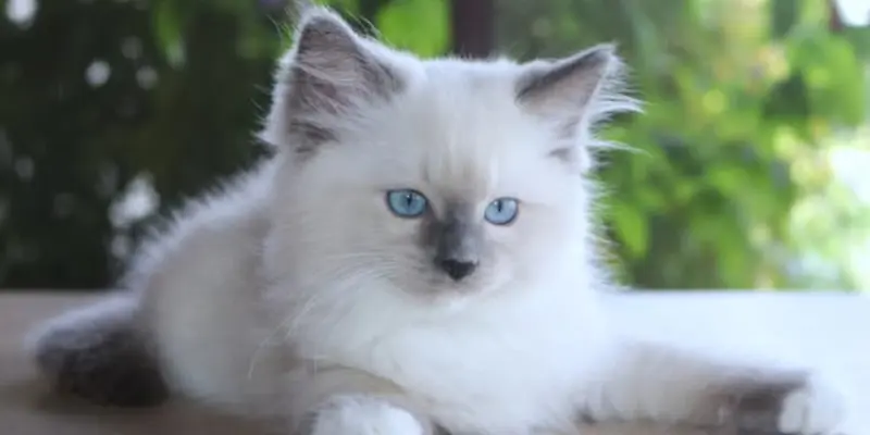 Seal point ragdoll kitten