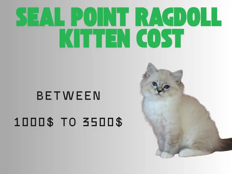 seal point ragdoll kitten prices