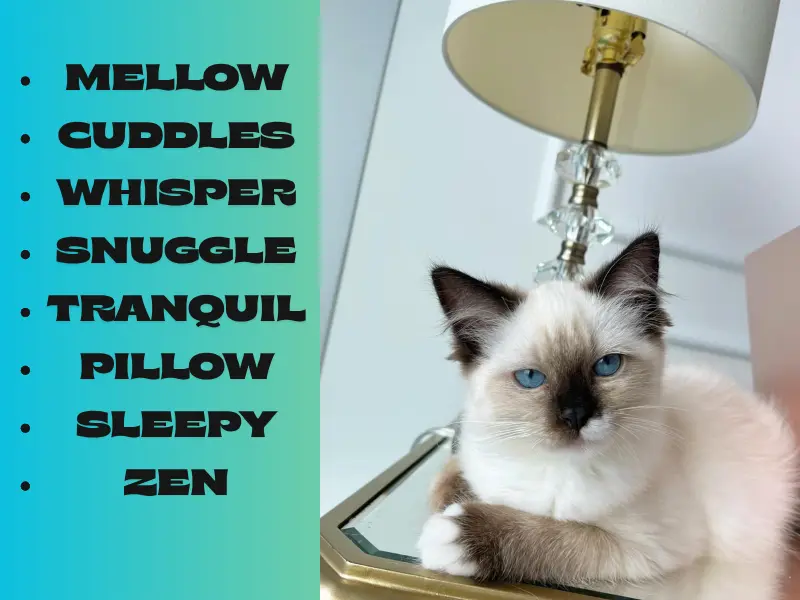 Seal Point Ragdoll Names
