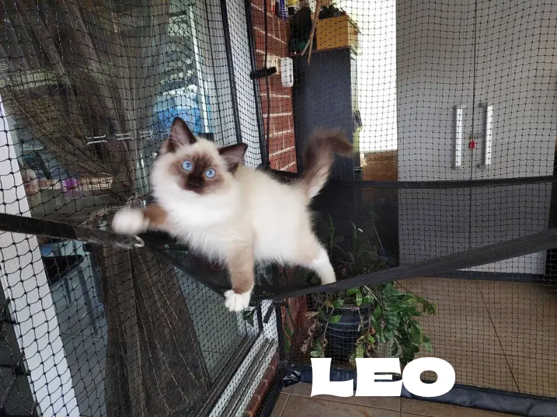 Leo the Seal Point Ragdoll Name