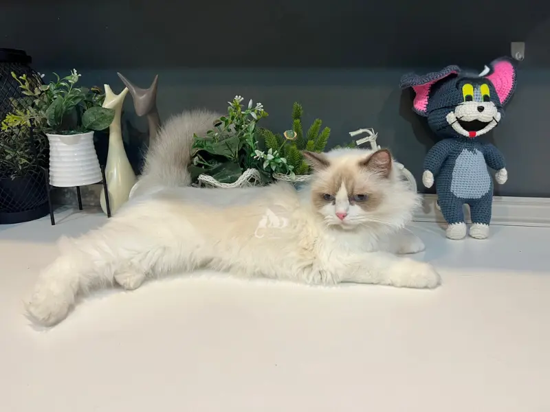 Seal Point Ragdoll Picture