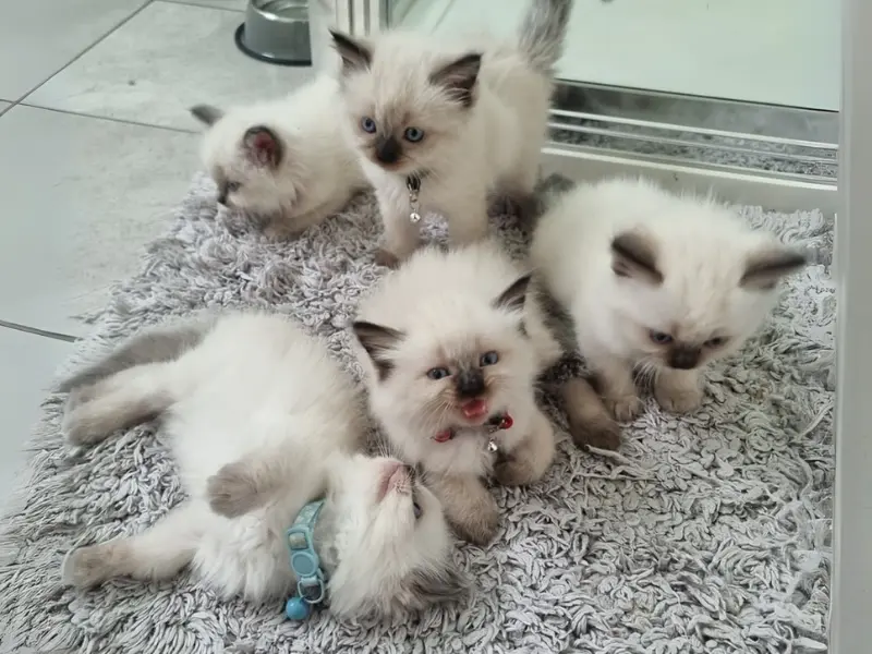 Seal Point Ragdolls Growth Seal point ragdoll kittens Growth
