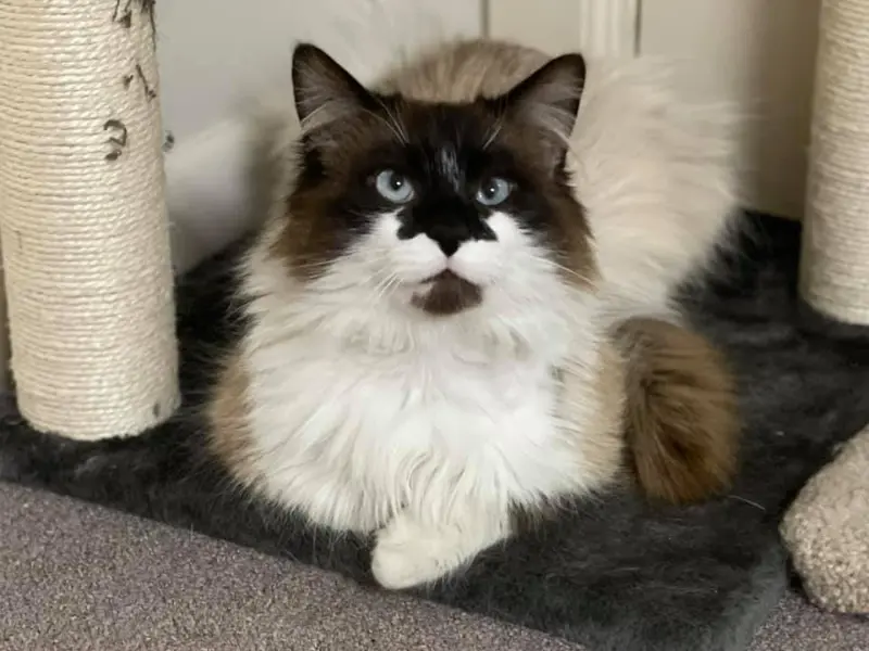 seal point ragdoll mixes