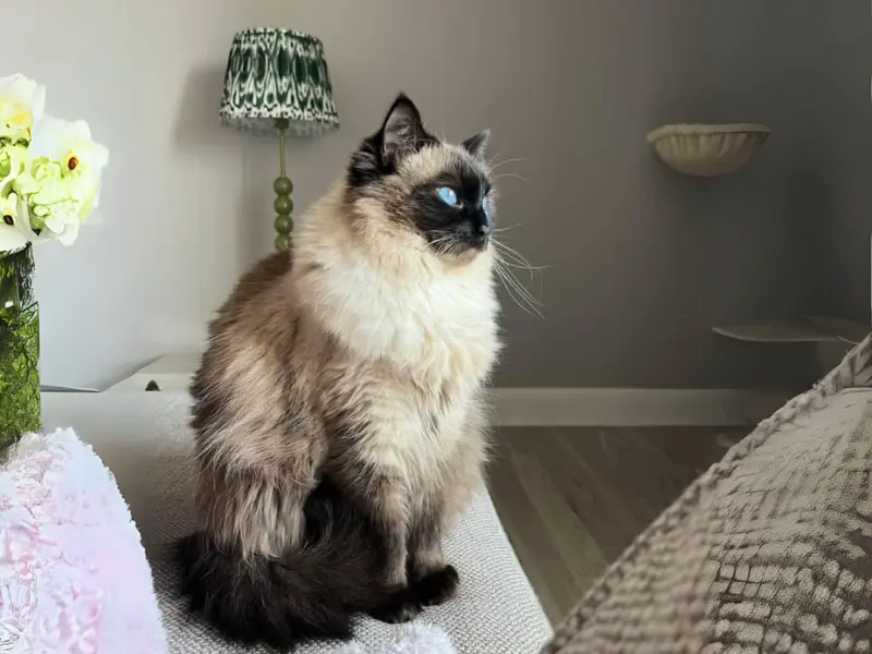 Seal Point Ragdolls Sitting On Table seal colorpoint ragdoll on table