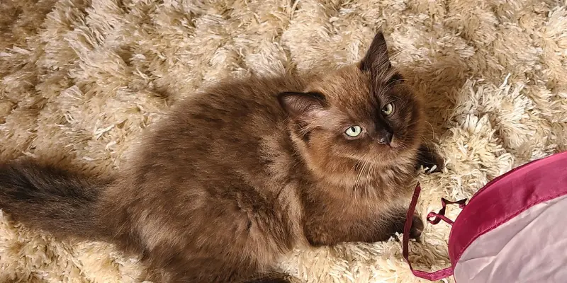Sepia Seal point ragdoll