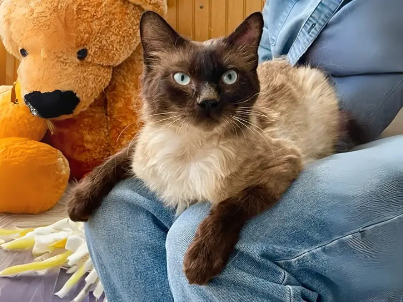 siamese seal point ragdoll mix