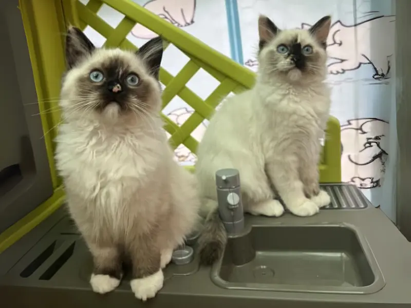 seal tortie point mix ragdoll