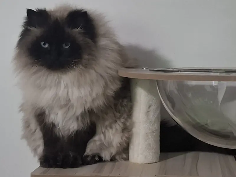 seal points in ragdoll cats