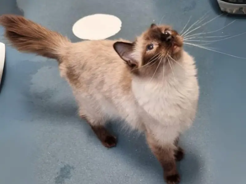 seal point ragdoll cat