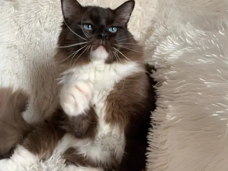 seal sepia point ragdoll
