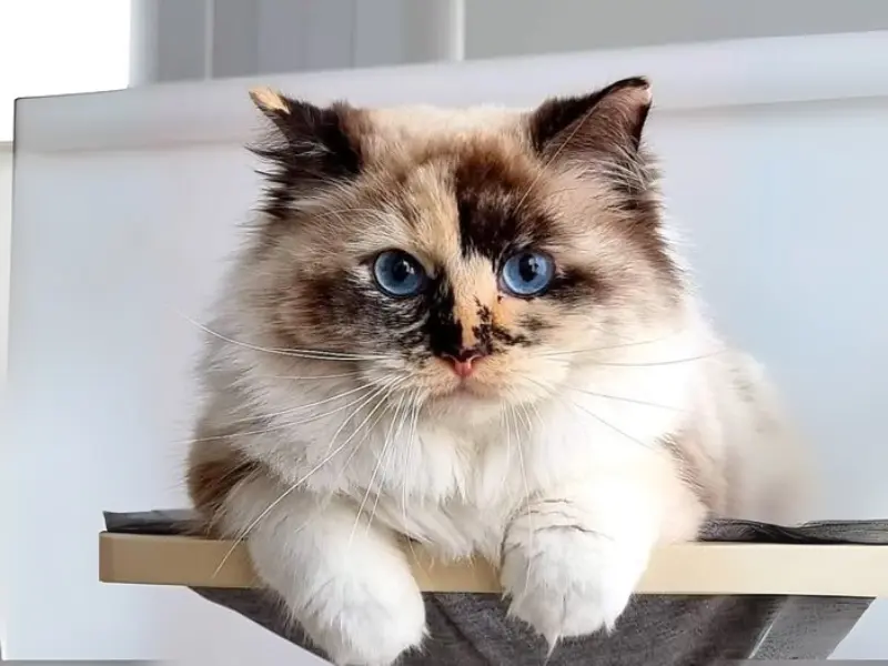 seal tortie point ragdoll